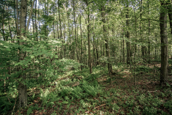 LOT 1 GOBBLER RIDGE RD, SIGEL, PA 15860, photo 3 of 13